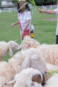在农场喂草的羊附近的女孩图片
