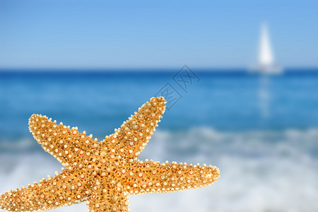 在海滩背景的海星图片