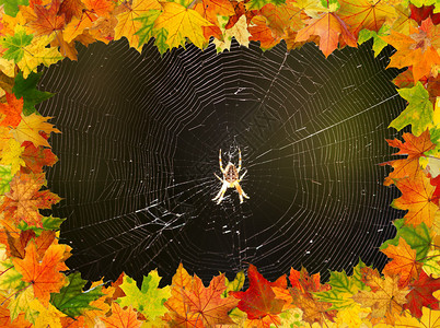 秋天的枫叶框架蜘蛛网图片