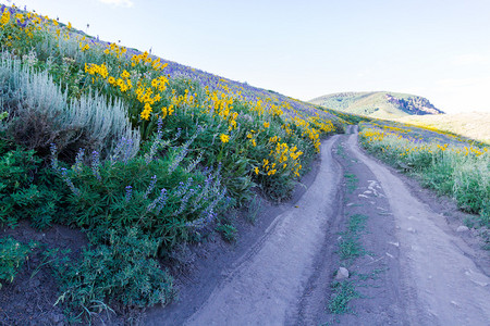 黄色和蓝色的野花在山上盛开图片