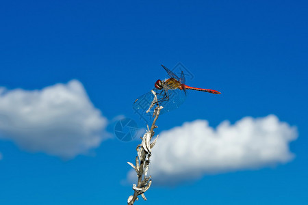 波扎尔卡号龙蝇坐落在植物上其背景是明蓝的天空背景图片