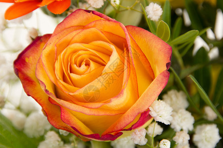 春季上新优惠券红橙色玫瑰盛背景