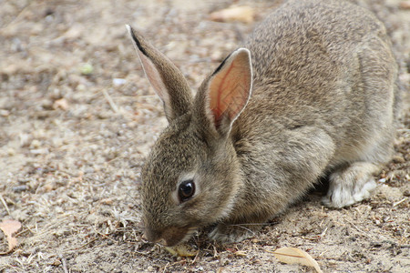 毛茸的长耳朵兔子图片