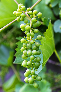 葡萄藤上的绿葡萄图片