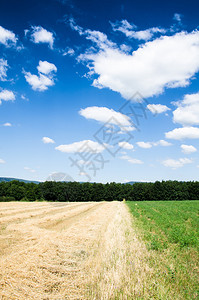 蓝天背景下收获的田野图片