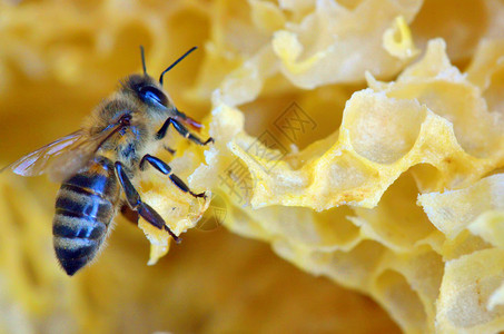 蜂蜜梳子和蜜蜂的细节图片