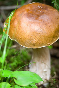 牛肝菌cepe蘑菇在森林里图片