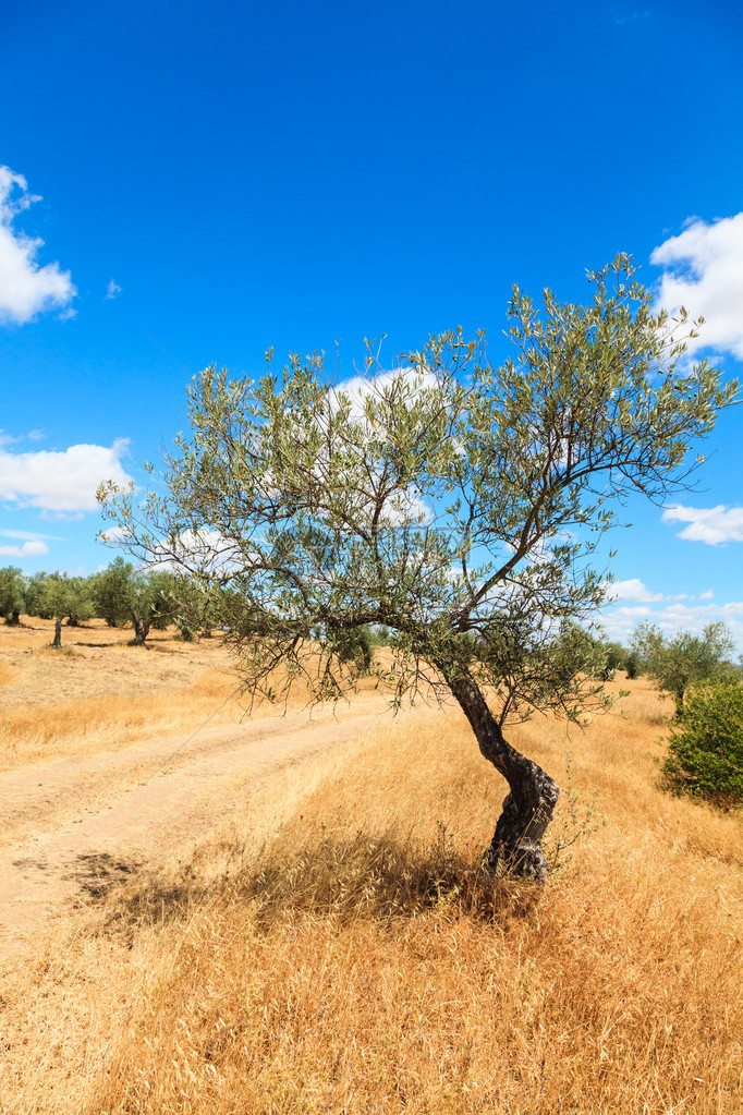 橄榄树种植园景观图片
