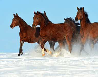 跑通过雪域疾驰的马群图片