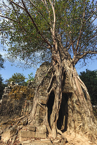 寺庙门被巨大的树根缠住TaSom图片