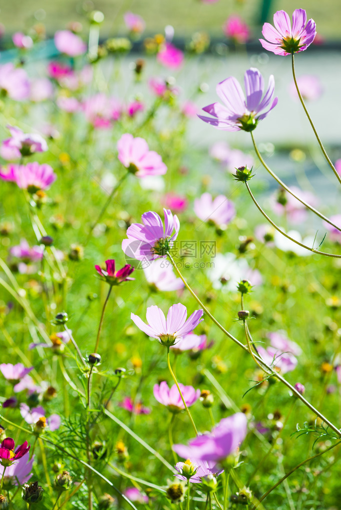 大波斯菊花田图片