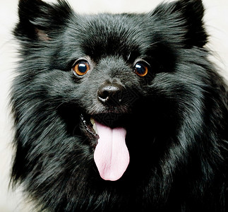 快乐的黑狗笑容灿烂图片