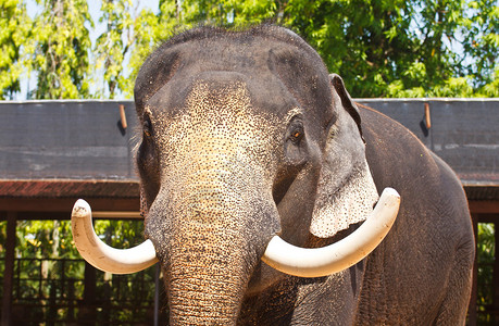 大象泰国动物园图片