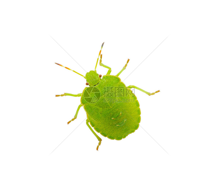 在白色的绿色盾虫种类Palomenap图片