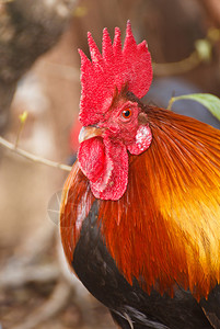 矮脚鸡是一种美丽的动物图片