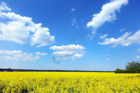 蓝天黄花田夏日风景图片