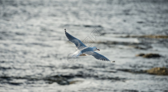 飞行海鸥图片