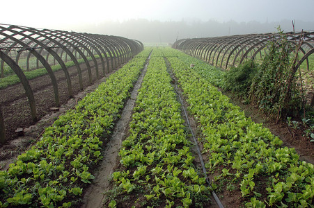 的农业在湖南省YueYang背景图片