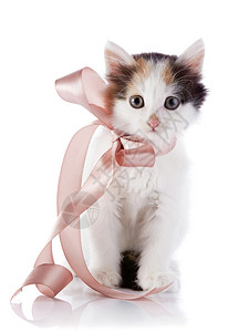 带胶的小猫带弓的小猫多彩姿的小猫在白色背景上的小猫小型图片