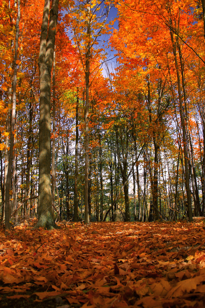 树木和树叶闪耀着秋天的色彩图片