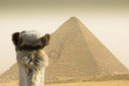 骆驼在沙尘暴中观看Che图片