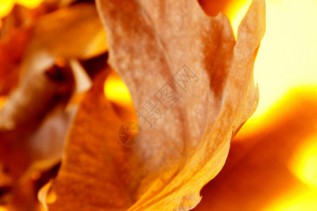 秋天的一堆枯叶图片