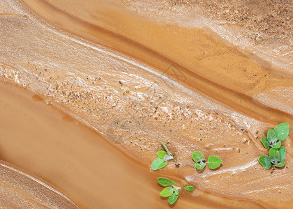 湿沙上植物的新生命图片