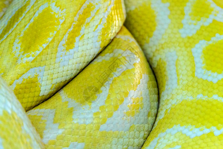 蛇黄色皮肤背景细节纹理图片
