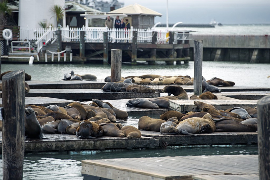 美国加利福尼亚州旧金山湾港的海狮图片