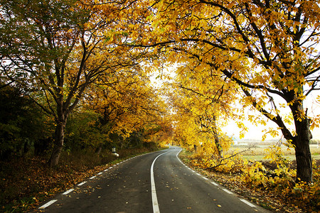 一条五颜六色的弯曲的秋天路图片
