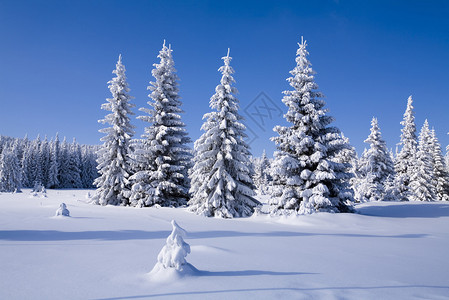 白雪森林图片