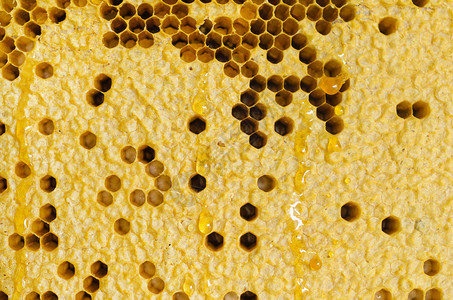 含有蜂蜜背景和蜂蜜的黄图片