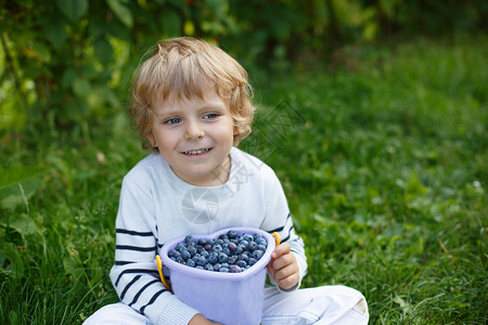德国有机自采农场的小男孩桶蓝莓图片
