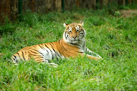 虎在草地上图片