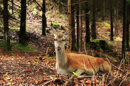 苏格兰树林里的红母鹿图片