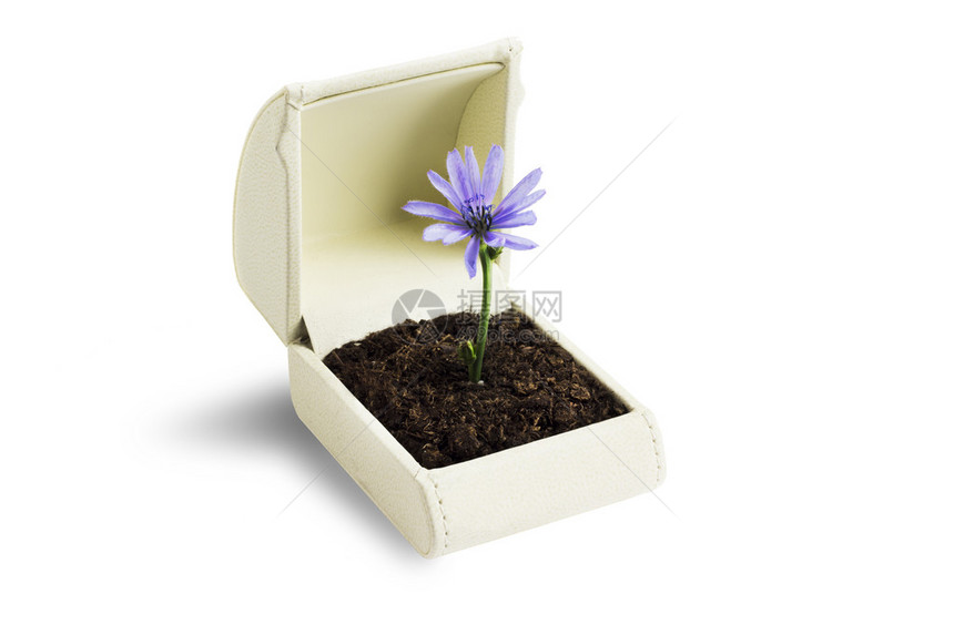 一个里面有一朵花和白色背景的戒指盒图片