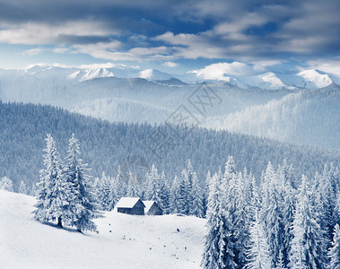 山上满是无霜和积雪的树背景图片