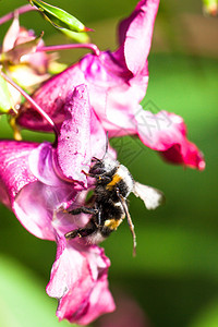 蜜蜂花授粉图片