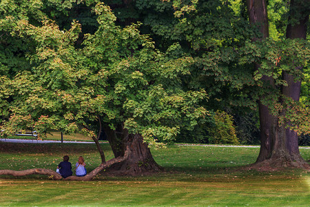 公园里的老枫树图片