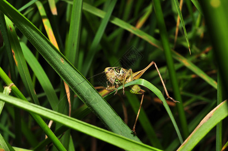 绿草中的蚂蚱图片