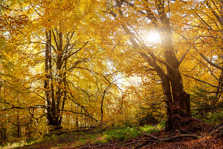 森林中美丽的多彩秋叶图片