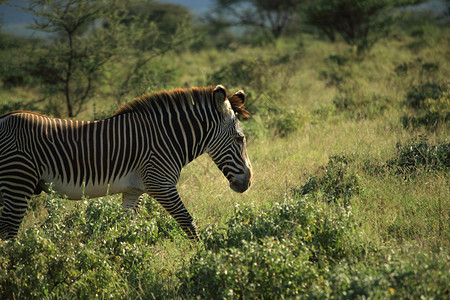 肯尼亚非洲Samburu图片