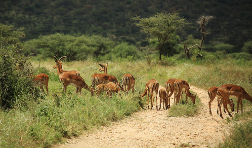肯尼亚非洲Sambur图片