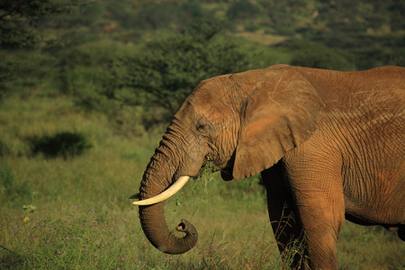 非洲大象在肯尼亚吃草图片