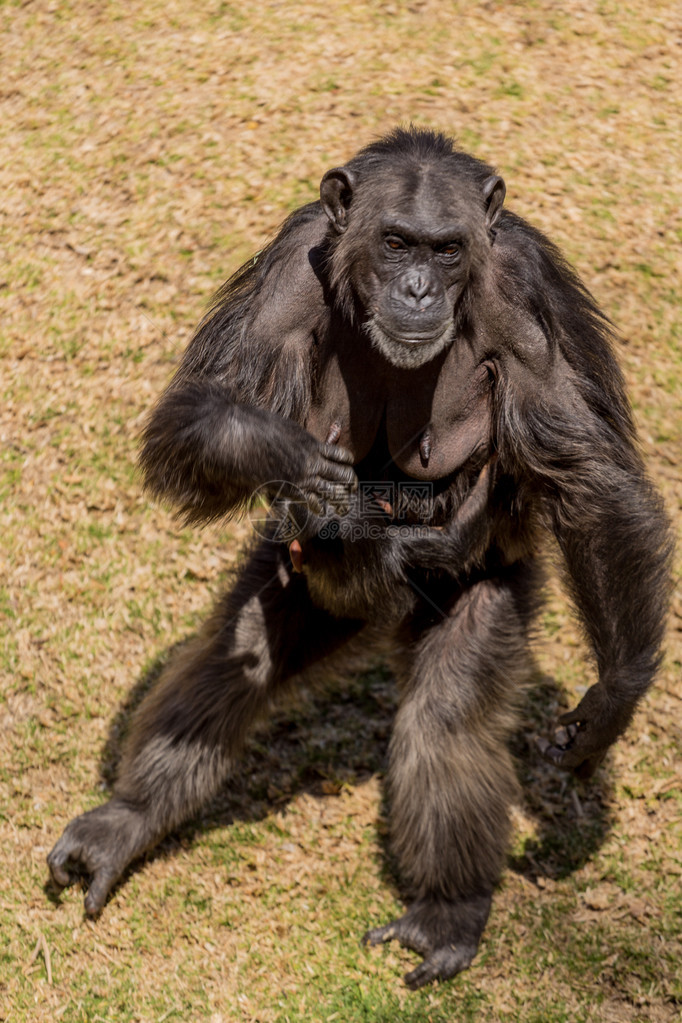 一只母黑猩在肚图片