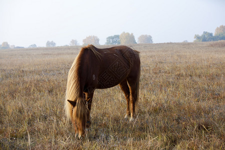 马在草地上图片