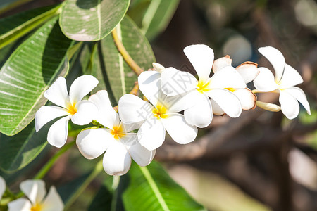 泰国热带花朵fragipani图片