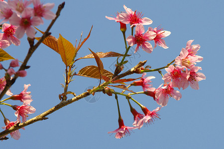 蓝天上的粉红樱花图片
