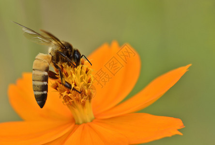 蜜蜂在万寿菊花上飞翔背景图片