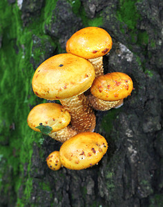 树上的黄色毒菌蘑菇图片